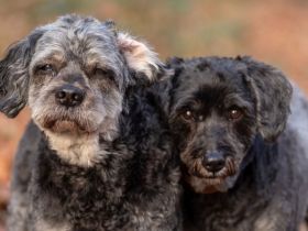 Amy und Terry in 47445 Moers suchen ihr Für-immer-Zuhause