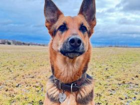 Gwen in 99326 Stadtbild sucht ihr Für-immer-Zuhause