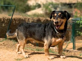 Freddy in 73733 Esslingen sucht sein Für-immer-Zuhause