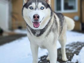 Bo in 32278 Kirchlengern sucht sein Für-immer-Zuhause