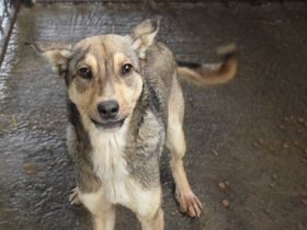 Wer schenkt Josephine sein Herz?
