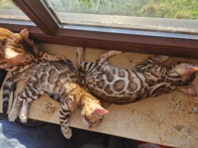 Bengal Katzen