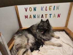 Wolfsspitzwelpen – aus VDH Zucht abzugeben