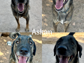 🐾 Askan, sanfter Rüde sucht Zuhause