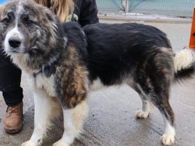 Freundliche Goldie sucht Zuhause mit klaren Strukturen