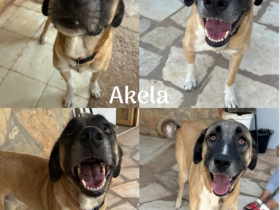 🐾Akela - möchte endlich ankommen