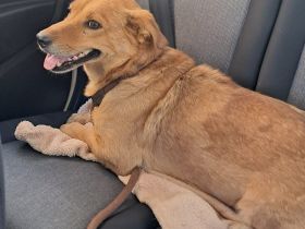 🐾 Gero, Sonnenschein auf vier Pfoten / bereits in Deutschland NRW