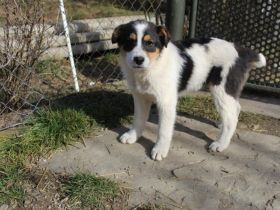 Wirbelwind Rory sucht seine Menschen