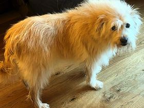 🐾Heidi, ruhige Seele sucht ihr Zuhause