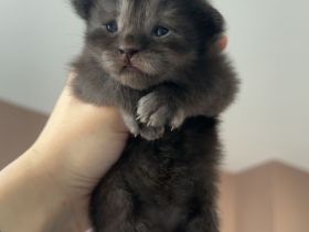 Maincoon/Somali Kitten
