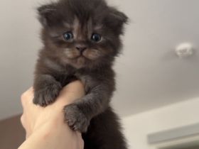Maincoon/Somali Kitten