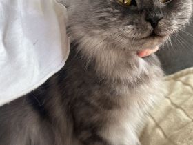 Maincoon/Somali Kitten