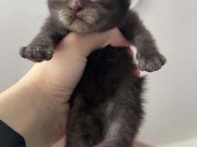 Maincoon/Somali Kitten