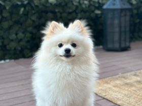 Pomeranian