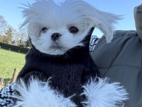 Malteser Hündin mit Papieren