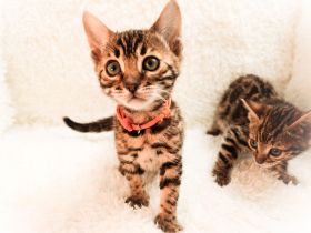 Exklusive Bengal Kitten mit Stammbaum aus Championlinie | 10 Tests + Herzultraschall