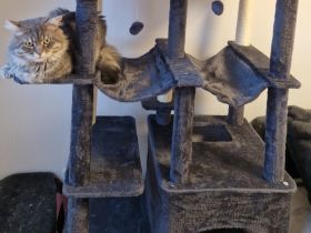 Main coon deckkater NICHT ZU VERKAUFEN