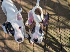 3 Jungs suchen Traumzuhause