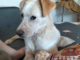 Kasimus sucht ein ländliches Zuhause
