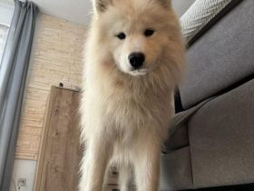 Über Loki – ein echter Prinz Charming