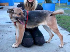 Liebenswürdige Familienhündin Lilli