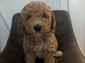 Cockapoo Zwergpudel Rüde in Apricot/weiß Hündin in schwarz glanz an Hunde Katzen gewöhnt