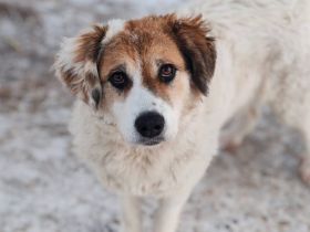 Zauberhafte Pina sucht Heimat