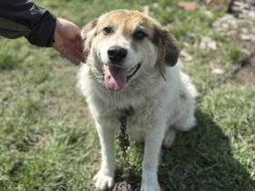 Zauberhafte Pina sucht Heimat