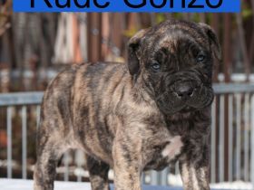 Presa Canario Welpen der S-Klasse mit Papiere, Deutsche Zucht!