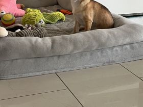 Zuckersüße Chihuahua Hündin mit Ahnentafel