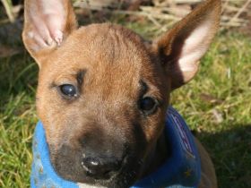 Miniatur Bullterrier Welpe