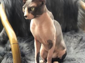Kanadische Sphynx