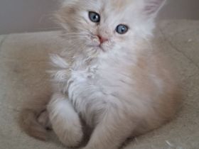 Maine Coon Kitten