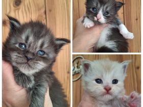 Maine Coon Kitten