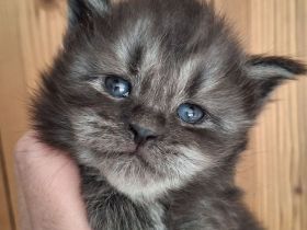Maine Coon Kitten