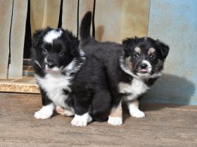 liebe reinrassige Border Collie Welpen Rüden