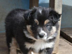 liebe reinrassige Border Collie Welpen Rüden