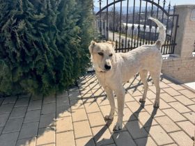 Sanfte und geduldige Felice sucht Zuhause