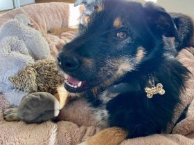 Brunella auf Pflegestelle in 69488 Birkenau sucht ihr Für-immer-Zuhause