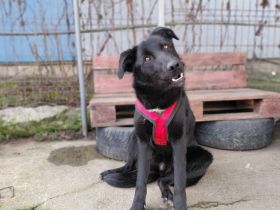 Sonnenschein Kyoko sucht ihre Menschen