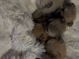 Reinrassige Pomeranian zwergspitz Welpen abzugeben