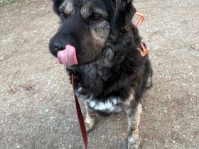 Bea in 81247 München sucht ihr Für-immer-Zuhause