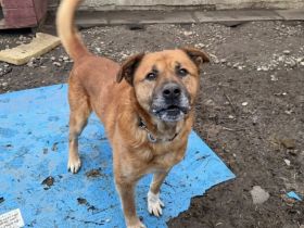 Unsicherer Mimmo sucht Geduld und Liebe