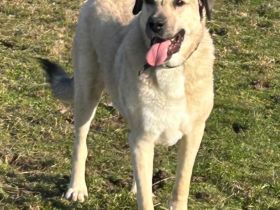 Kangal Sandra eine Seele von Hündin