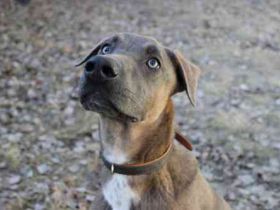 Franky, Dobermann-Malinois-Mischlingsrüde, geb. 6/2025, sucht erfahrene Besitzer