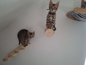 Drei Reinrassige Bengalkaterchen mit Stammbaum