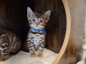Reinrassige Bengalkitten mit Stammbaum