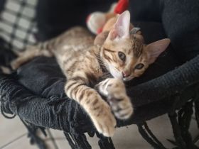 Findus und Flash zwei Reinrassige Bengalkaterchen mit Stammbaum