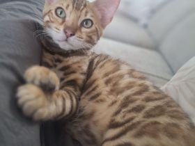 Flash Reinrassiger Bengalkaterchen mit Stammbaum