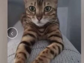 Reinrassige Bengalkitten mit Stammbaum